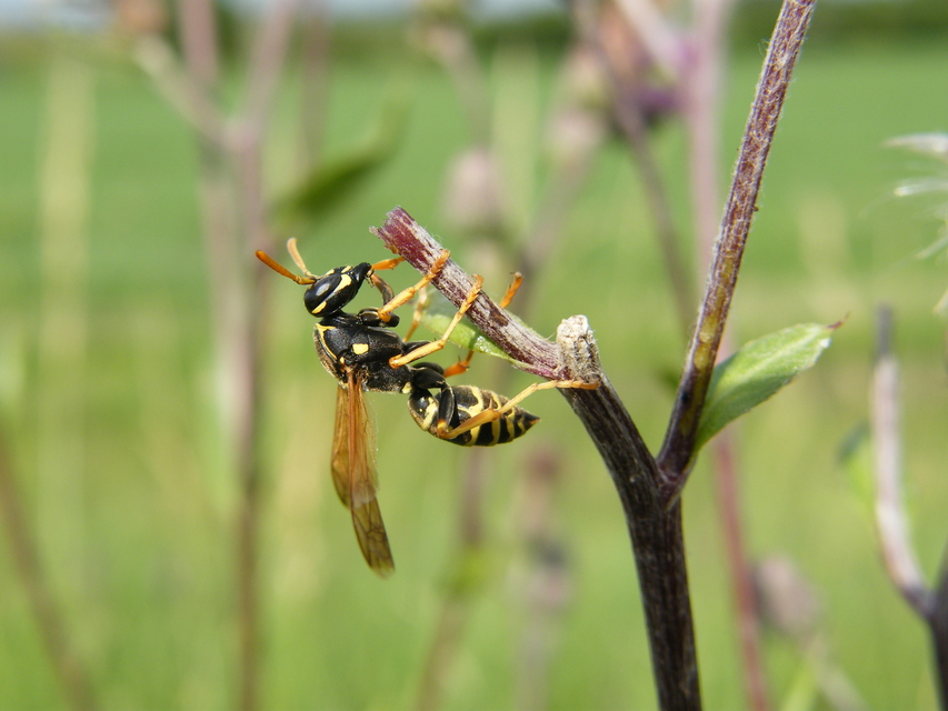 Polistes nimpha - padlásdarázs