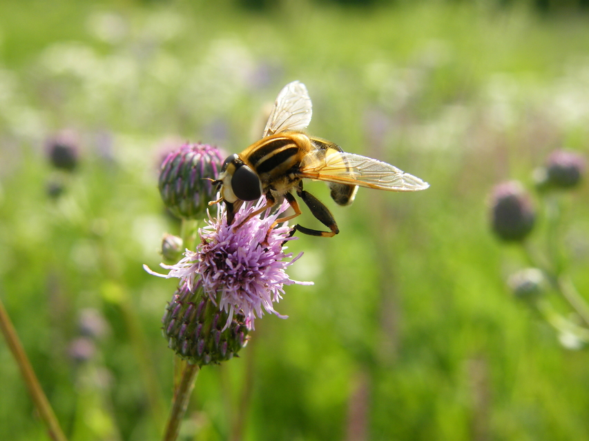 Helophilus trivittatus - nagy mocsárilégy