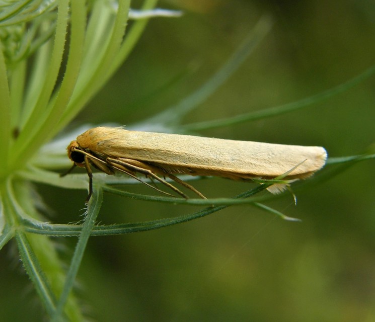 Eilema