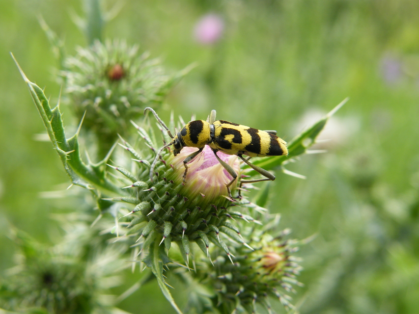 Chlorophorus varius - díszes darázscincér