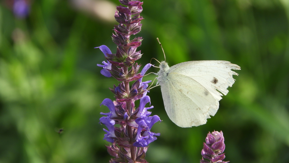 Pieris rapae - répalepke