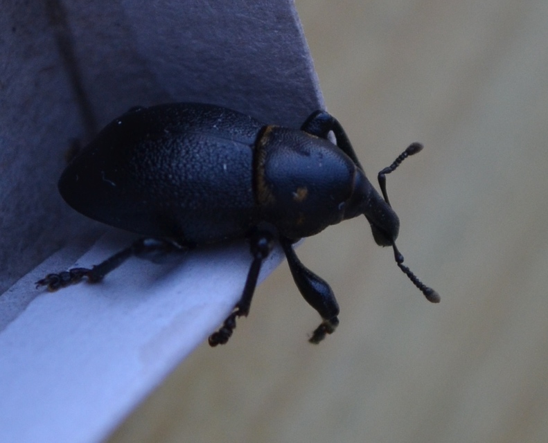 Liparus coronatus - kis turbolyaormányos
