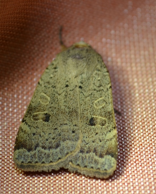 Noctua comes - kis sárgafűbagoly