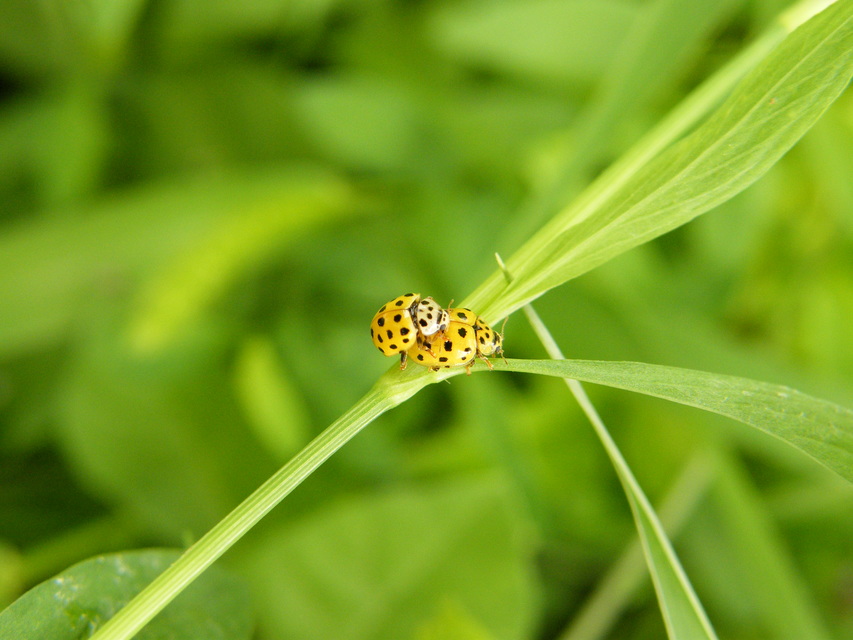 Psyllobora vigintiduopunctata - huszonkétpettyes katica