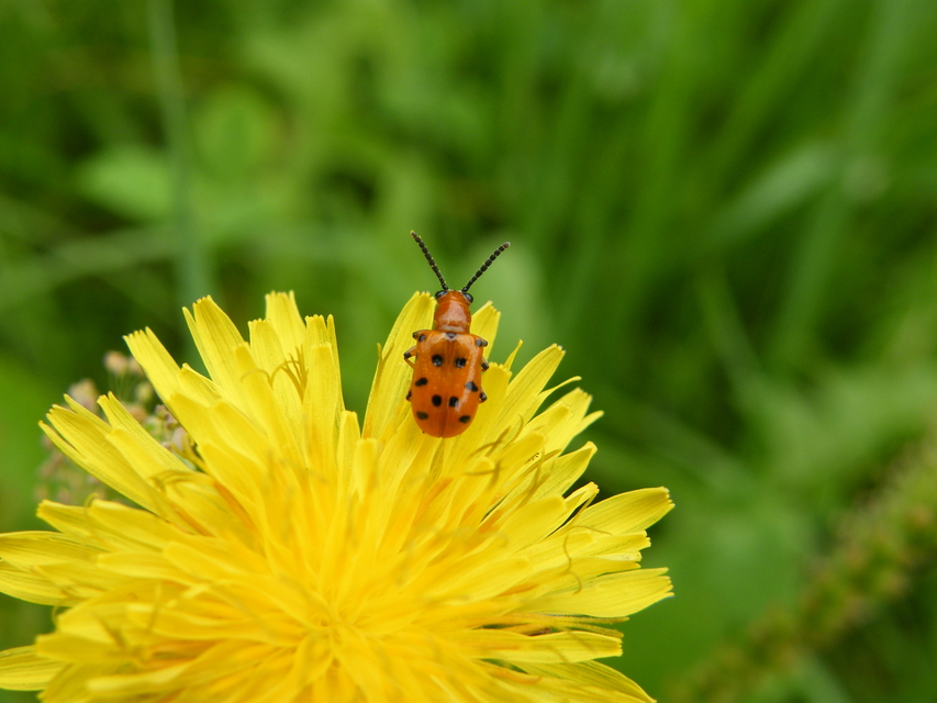 Crioceris duodecimpunctata - tizenkétpontos spárgabogár