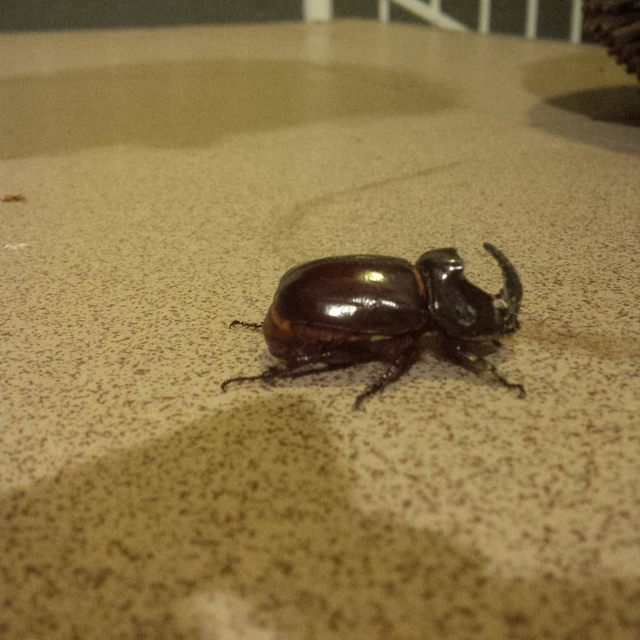 Oryctes nasicornis - orrszarvú bogár