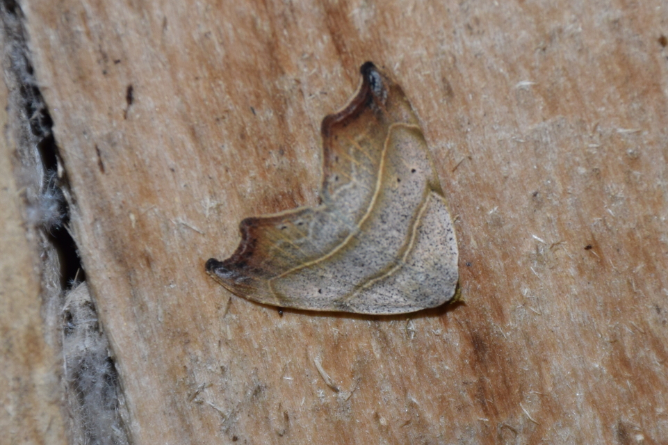 Laspeyria flexula - zuzmóbagoly