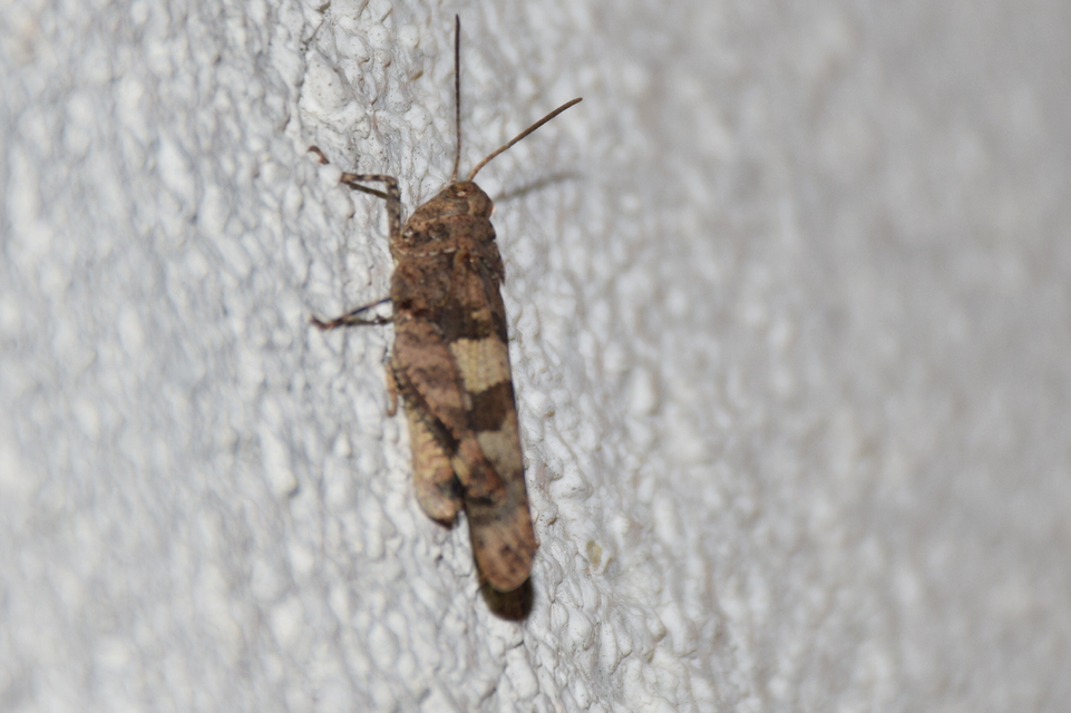 Oedipoda caerulescens - kékszárnyú sáska