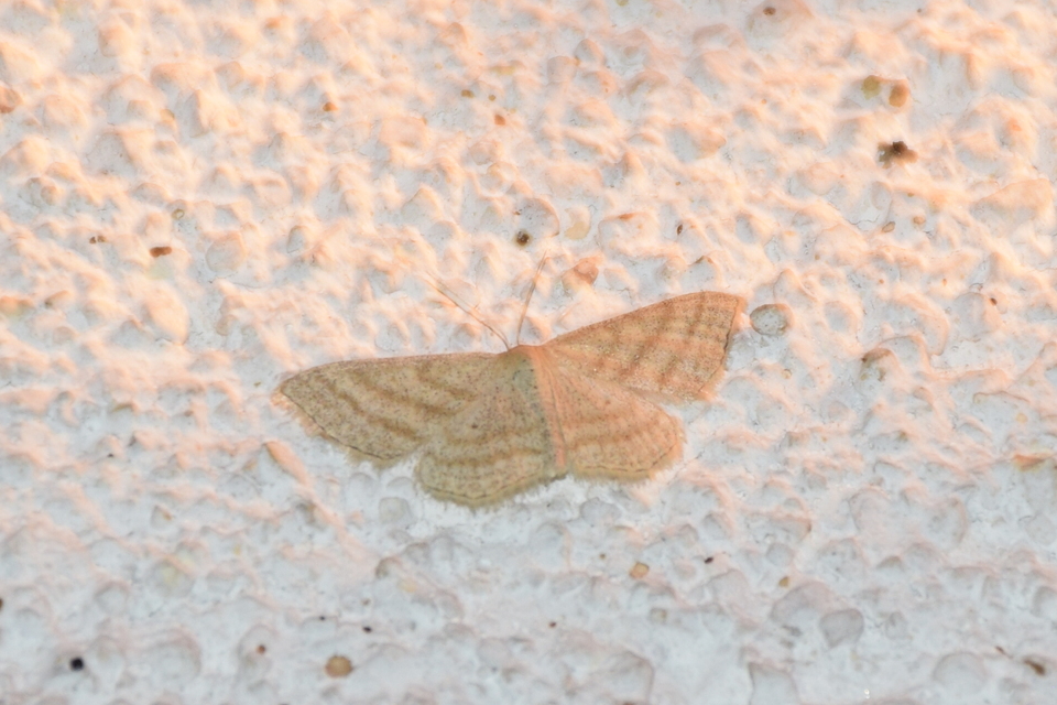Scopula virgulata - vesszős sávosaraszoló
