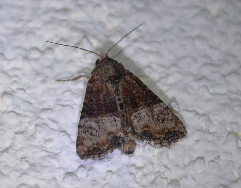 Mesoligia furuncula - kétszínű dudvabagoly