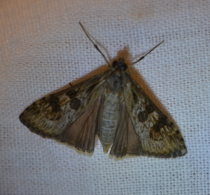 Nomophila noctuella - közönséges vándormoly