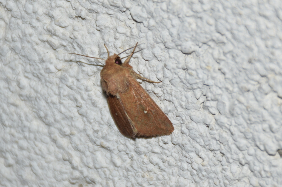 Mythimna albipuncta - fehérpettyes rétibagoly