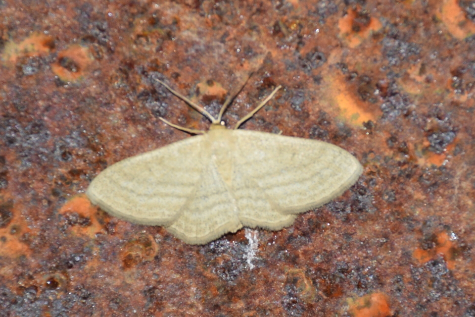 Scopula virgulata - vesszős sávosaraszoló
