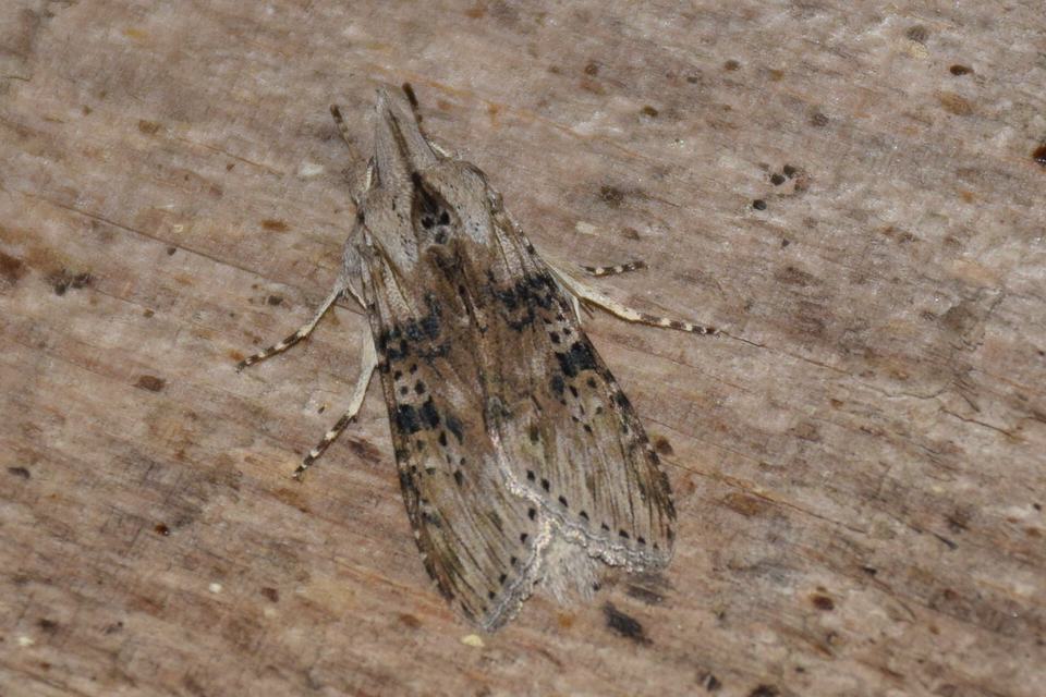 Cucullia absinthii - fehérüröm-csuklyásbagoly