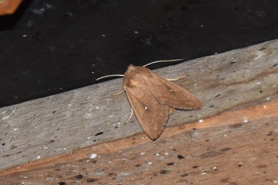 Mythimna albipuncta - fehérpettyes rétibagoly