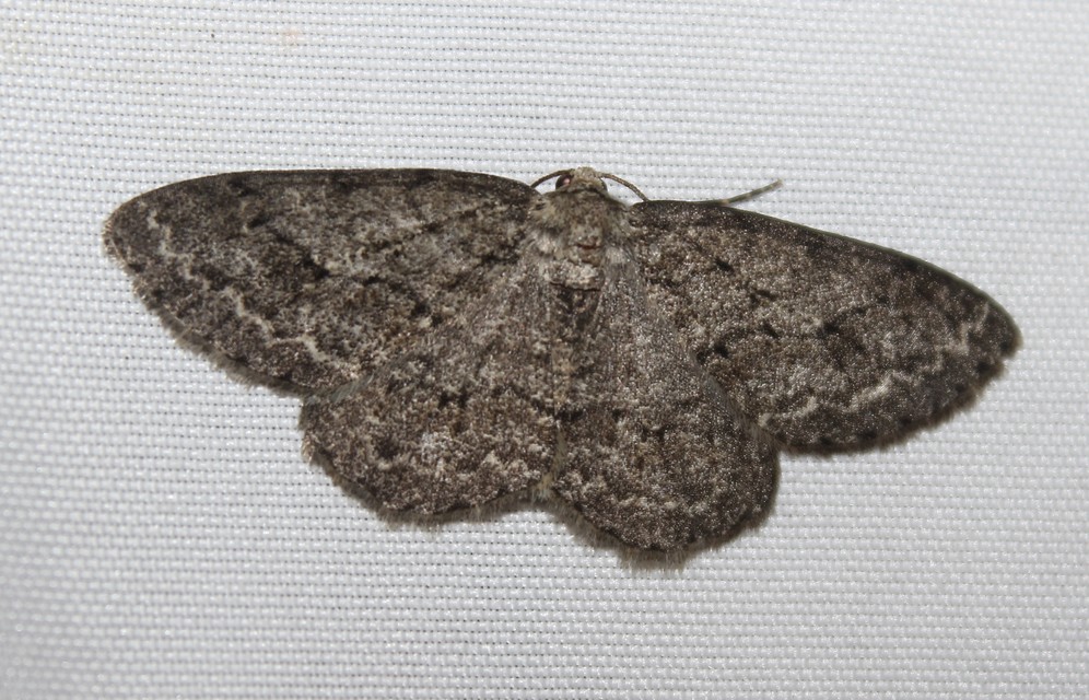 Ectropis crepuscularia - avararaszoló