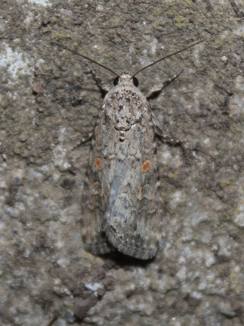 Spodoptera exigua - apró jegyesbagoly