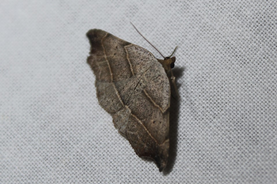 Laspeyria flexula - zuzmóbagoly