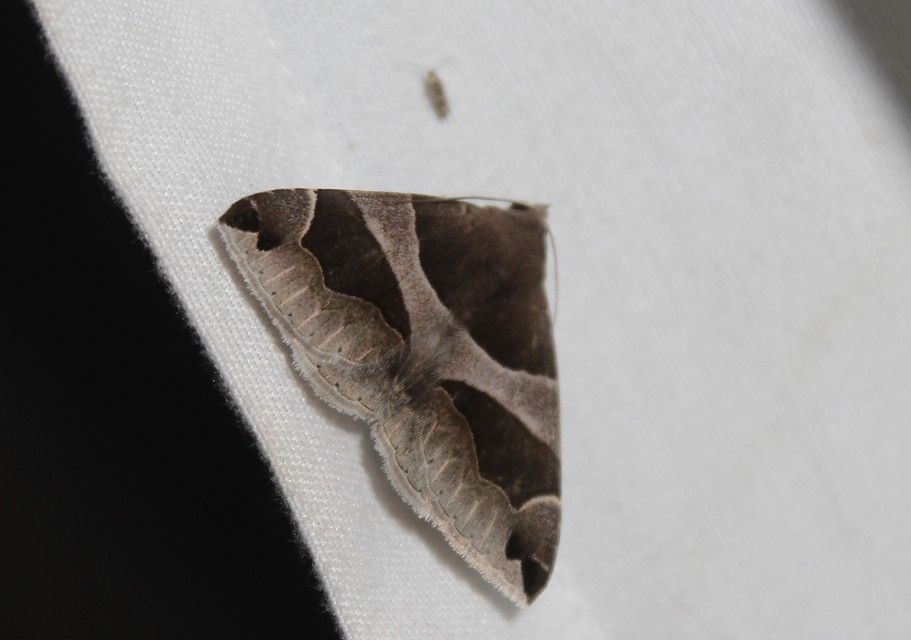 Dysgonia algira - déli porcelánbagoly