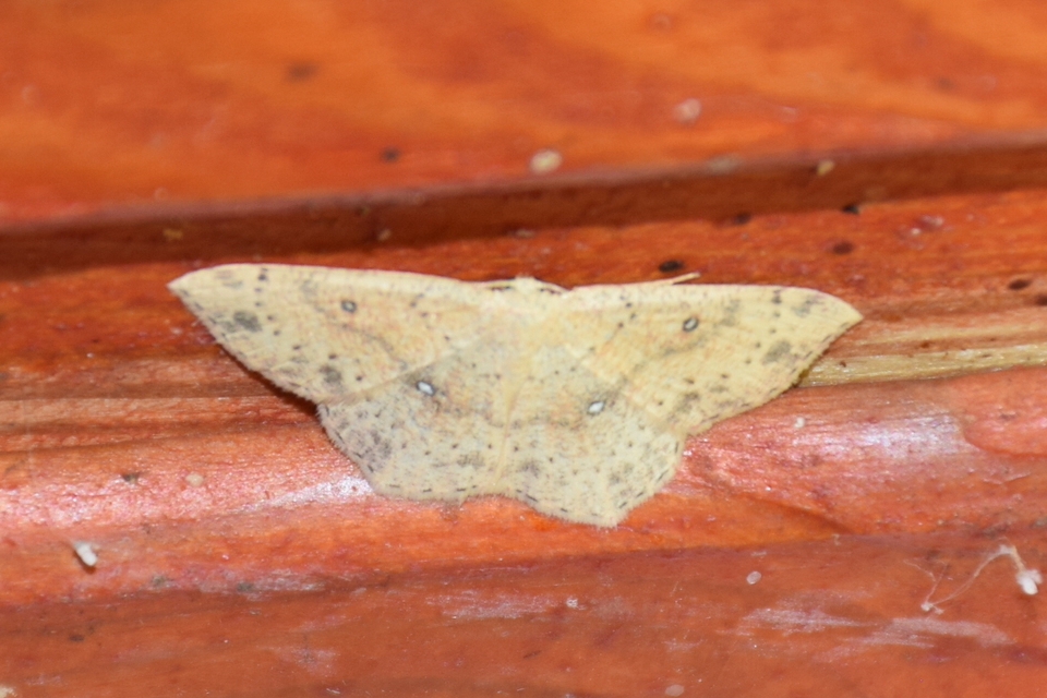 Cyclophora porata - körös pettyesaraszoló