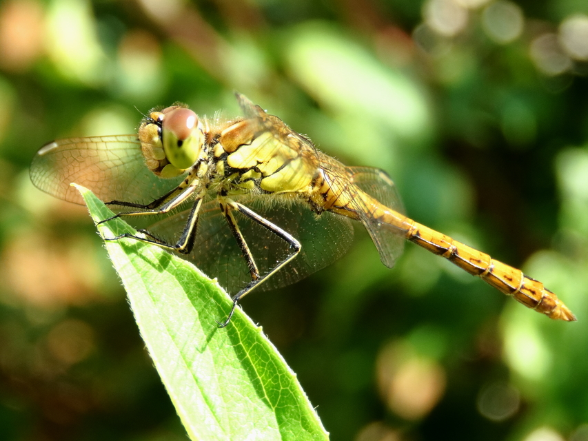Sympetrum vulgatum - barkós katona-szitakötő