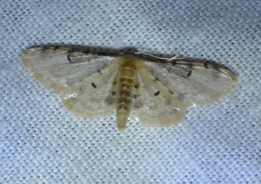 Idaea filicata - sötéttövű apróaraszoló