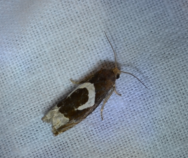 Epiblema foenella - kampósfoltú tükrösmoly