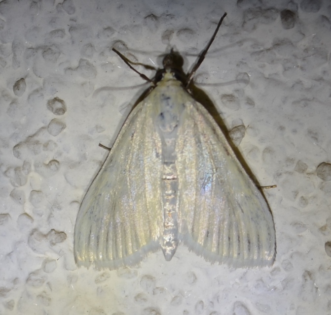Sitochroa palealis - kénszárnyú dudvamoly
