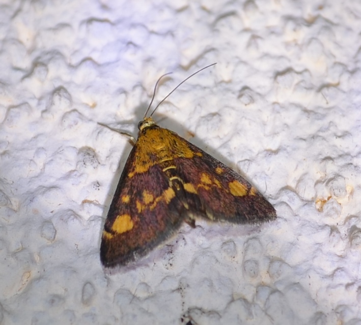 Pyrausta aurata - aranyló bíbormoly