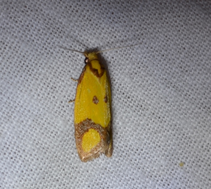Agapeta zoegana - barnacsíkos sárgamoly