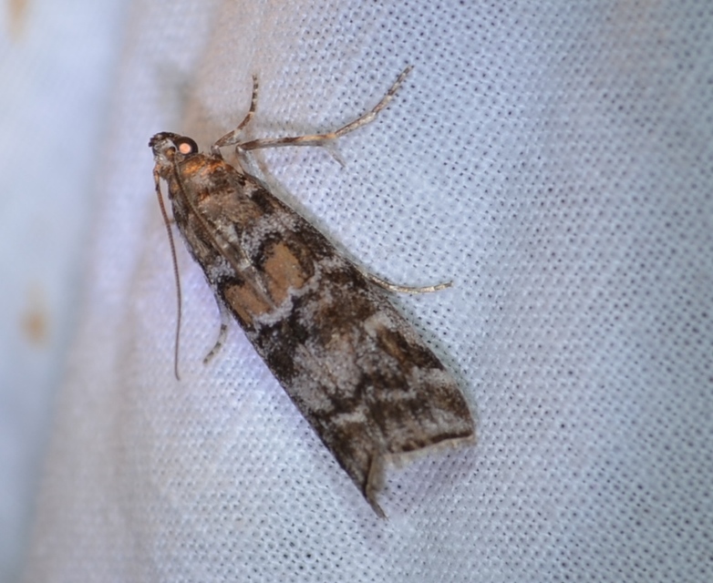 Dioryctria