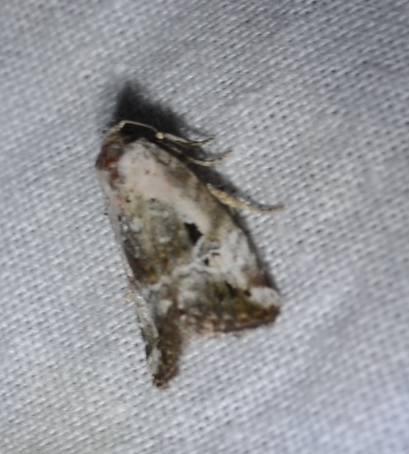 Hapalotis venustula - rózsaszínű mázasbagoly