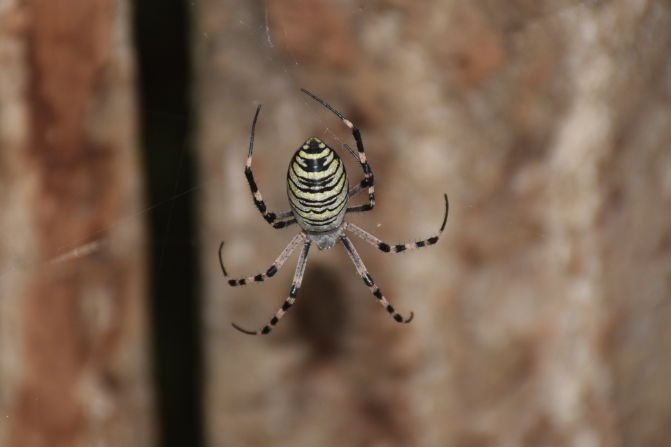 Argiope bruennichi - darázspók