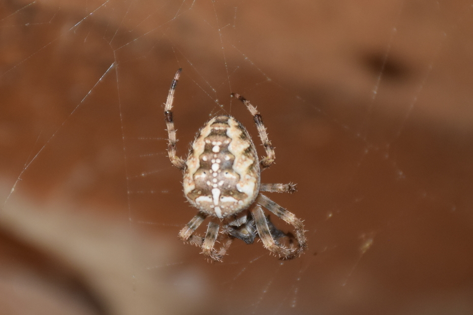 Araneus diadematus - koronás keresztespók