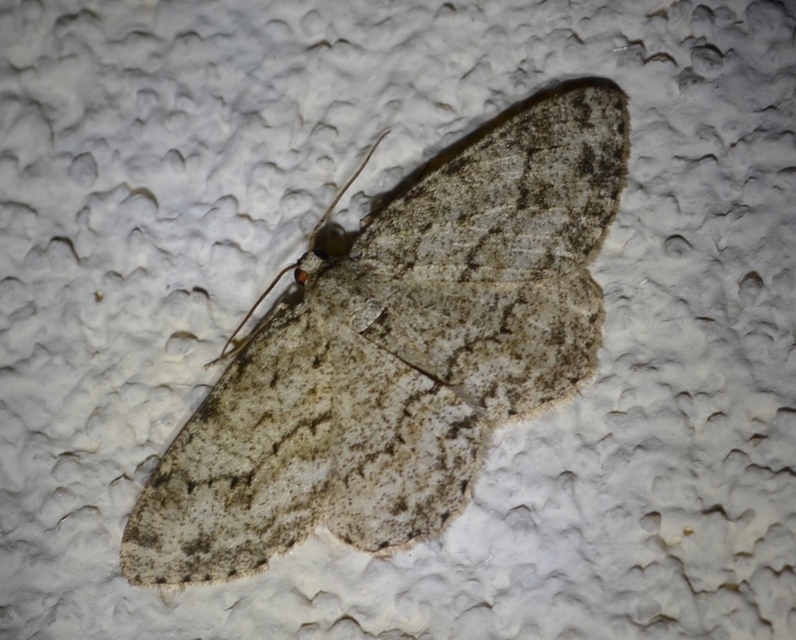 Ectropis crepuscularia - avararaszoló