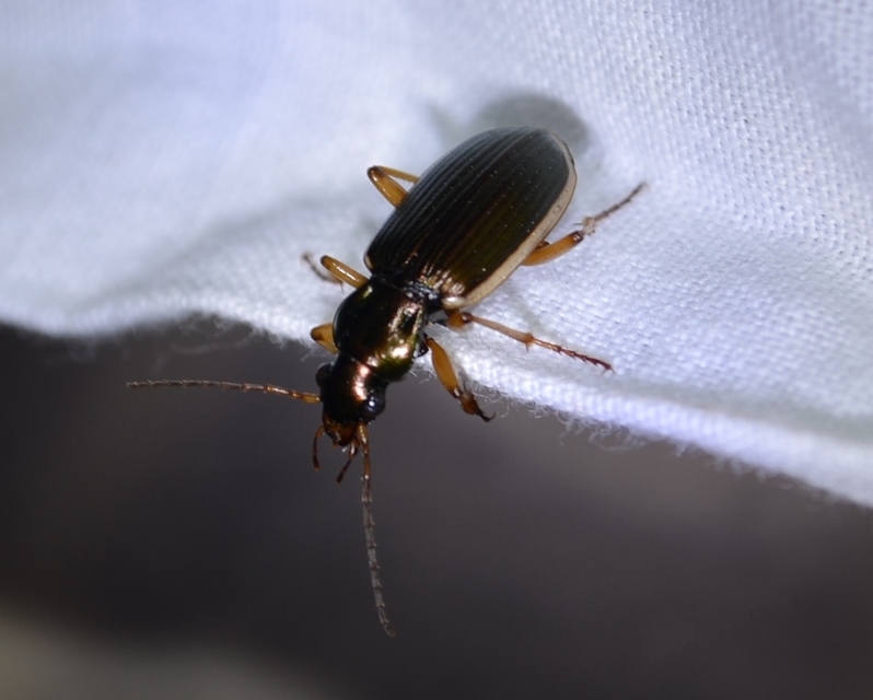 Chlaenius spoliatus - csupasz bűzfutó