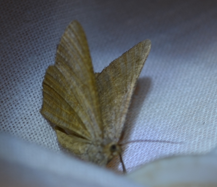 Angerona prunaria - sárga kökényaraszoló