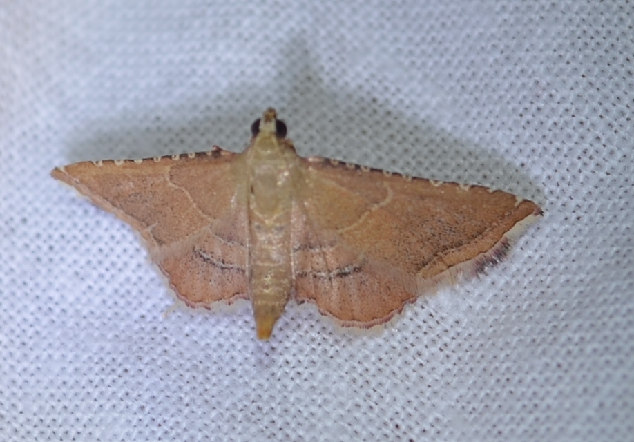 Endotricha flammealis - tüzesszárnyú fényilonca