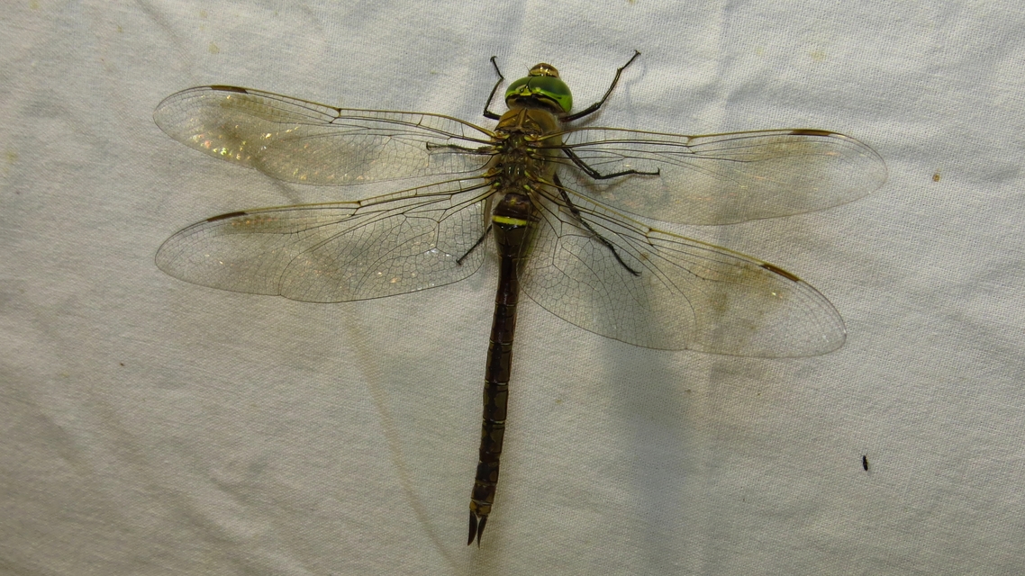 Anax parthenope - barna óriásacsa