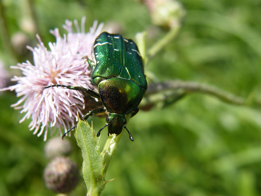 Cetonia aurata - aranyos virágbogár