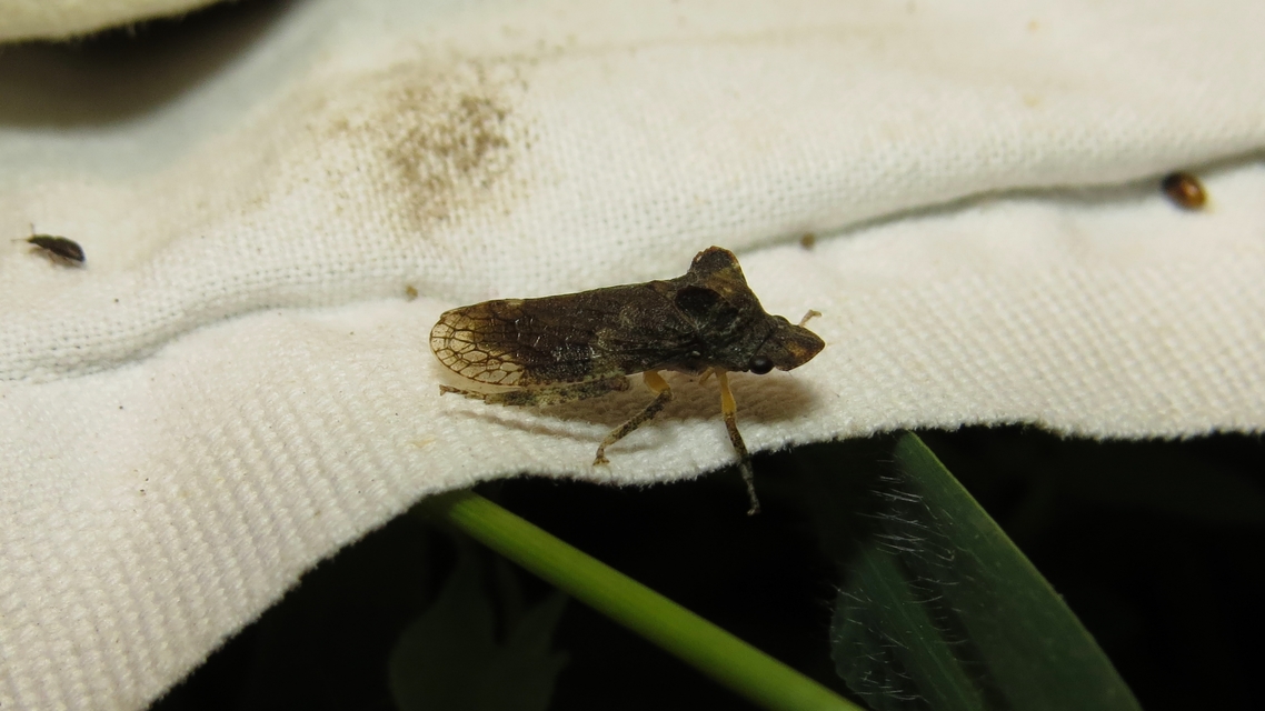 Ledra aurita - füleskabóca