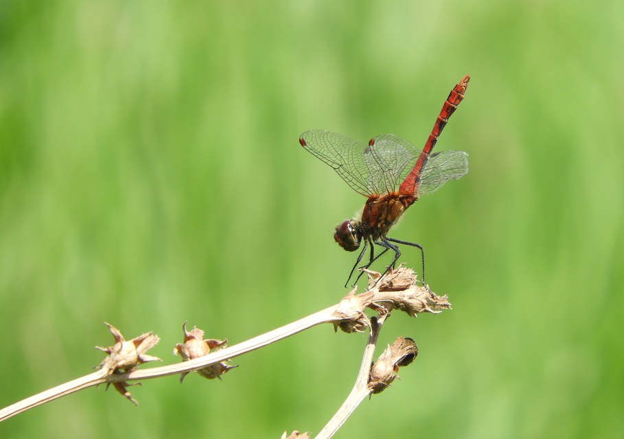 Sympetrum sanguineum - vörös katona-szitakötő