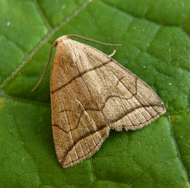 Herminia grisealis - ligeti karcsúbagoly
