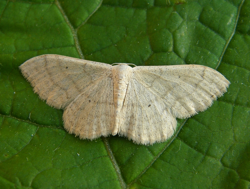 Idaea aversata - nagy sávosaraszoló