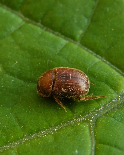 Ochodaeus chrysomeloides - alkonyati homoktúróbogár Ochodaeus chrysomeloides - alkonyati homoktúróbogár