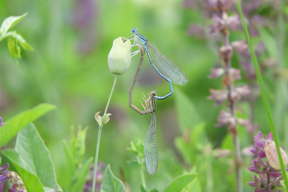 Platycnemis pennipes - széleslábú szitakötő