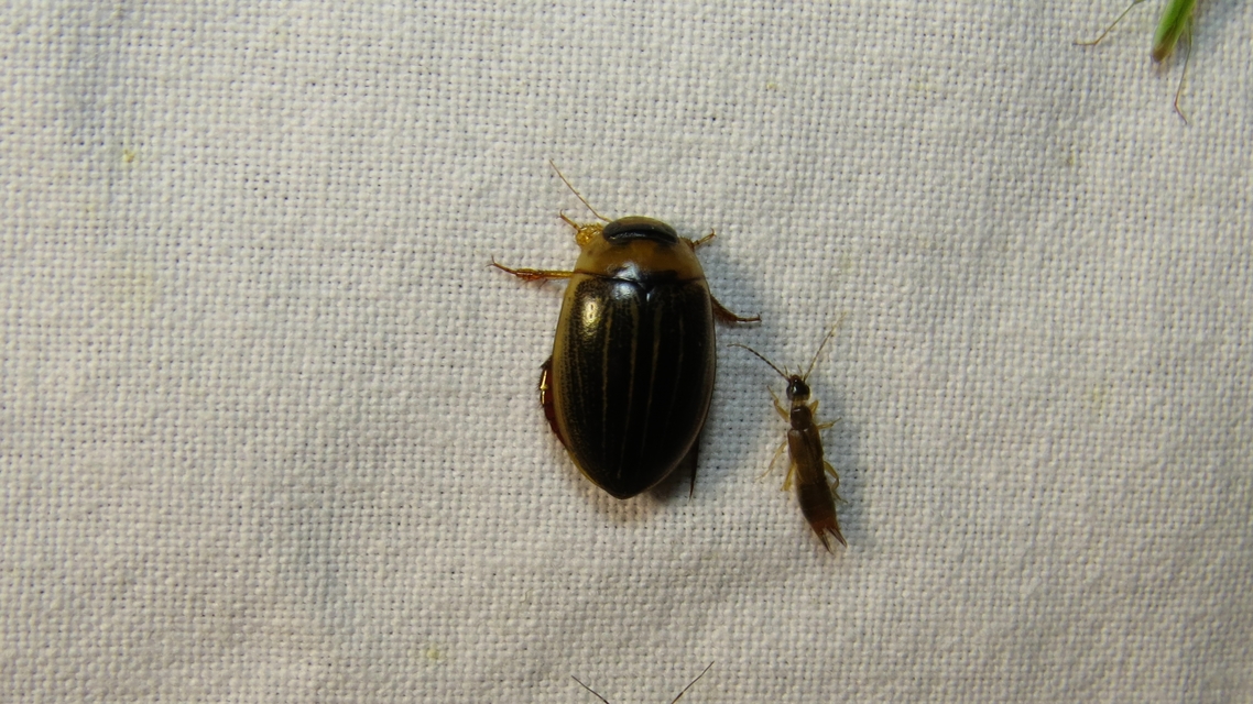 Hydaticus grammicus - déli mocsáricsíkbogár