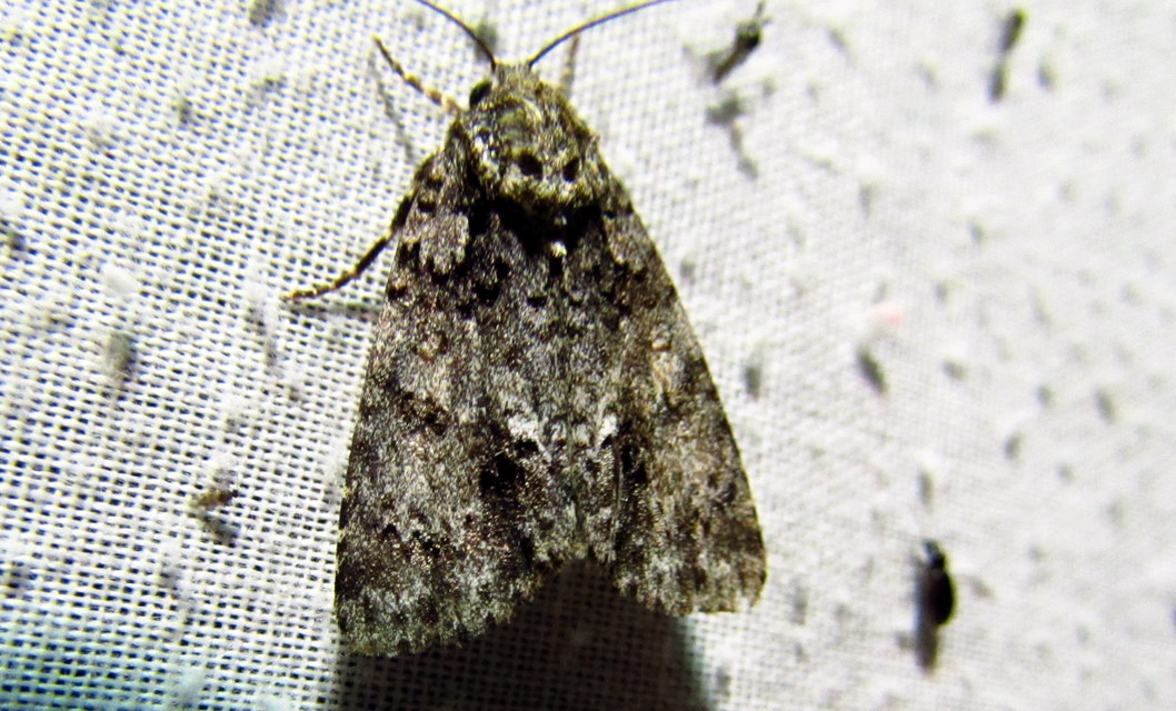 Acronicta rumicis - sóska-szigonyosbagoly