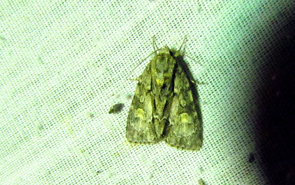 Acronicta strigosa - kis szigonyosbagoly