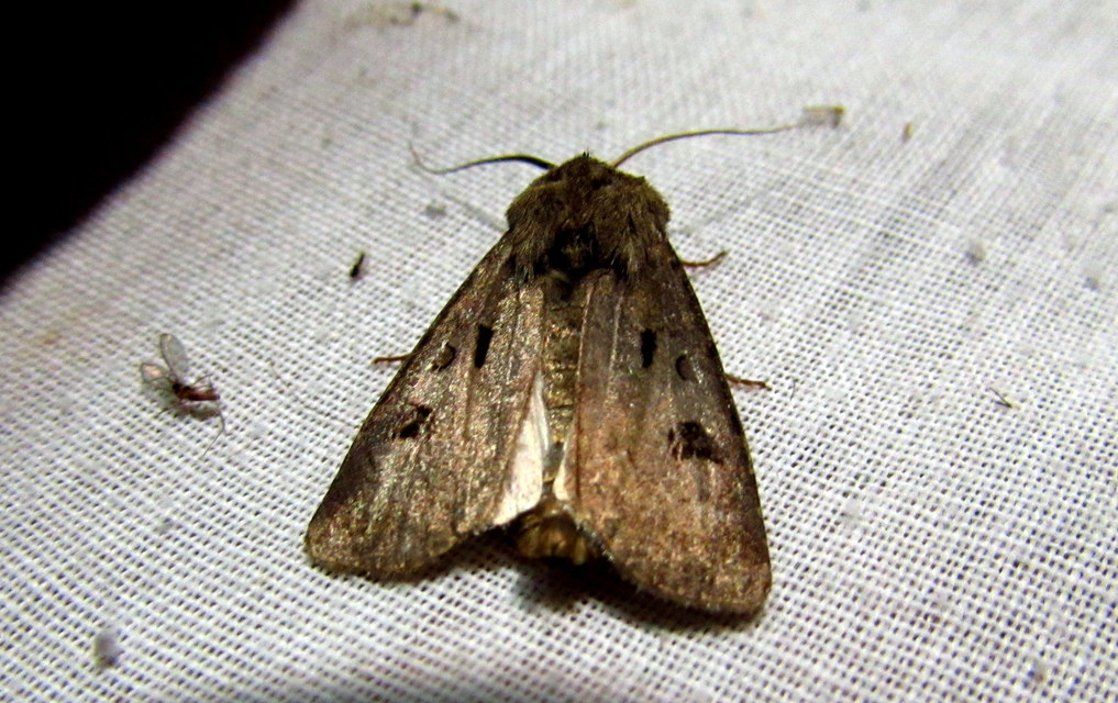Agrotis exclamationis - felkiáltójeles földibagoly